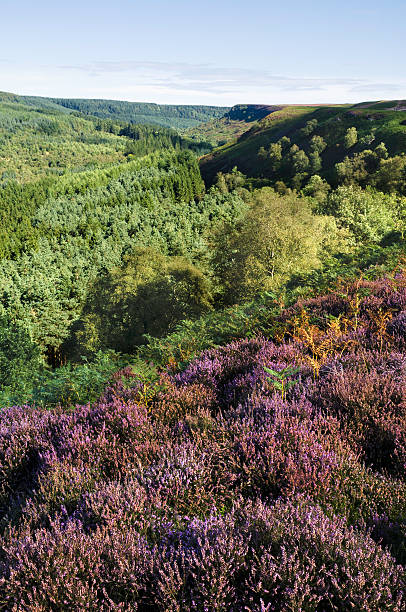 istock North York Moors, Levisham, Yorkshire, UK 178484050