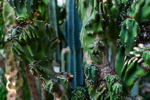 green cactus with spikes in botanical garden