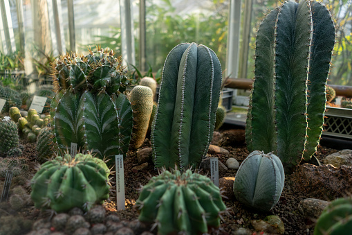 green cactus with spikes in botanical garden