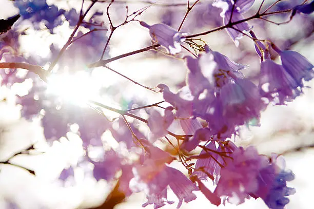 A close up image of a cluster of Jacaranda flower swaying against the sunlight