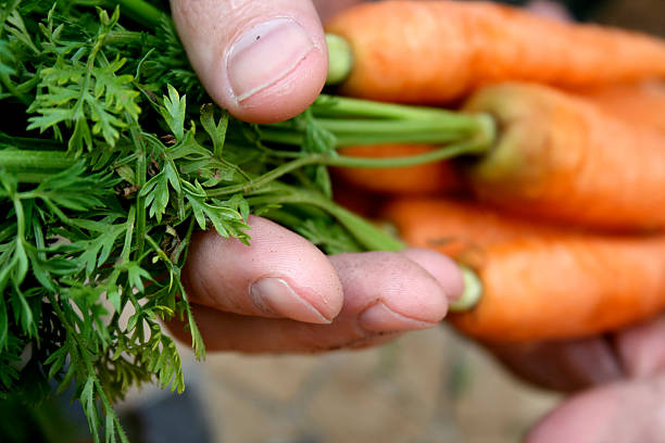 Farmers hands with carrots. stock photo