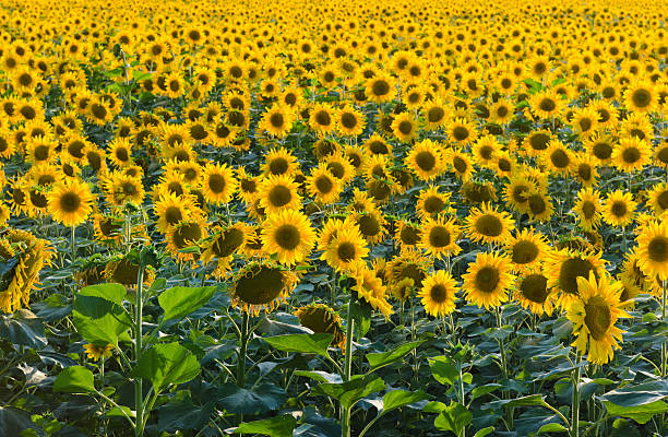 Endless sunflower field stock photo