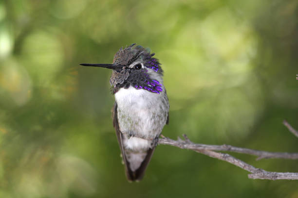 istock Male Costa's Hummingbird (Calypte costae) 178484570