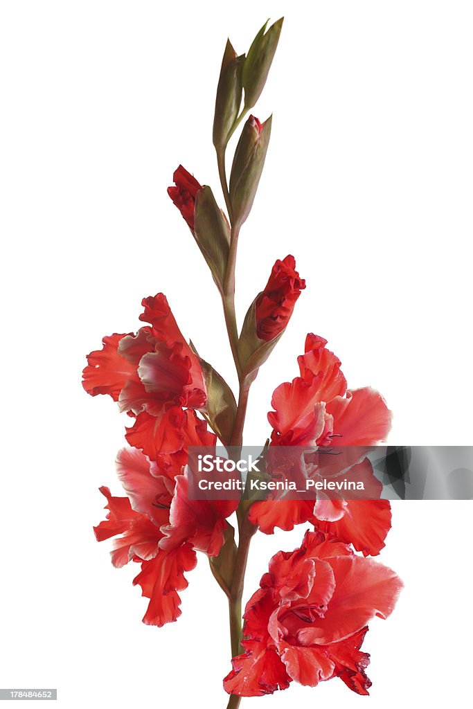 red Glaïeul sur fond blanc - Photo de Bouton de fleur libre de droits