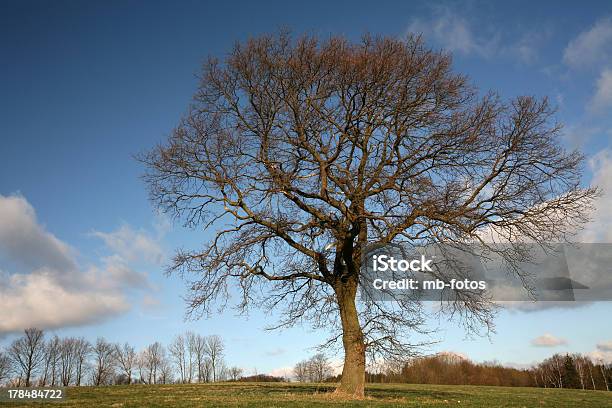 Oak Im Winter Stockfoto und mehr Bilder von Baum - Baum, Baumkrone, Eiche