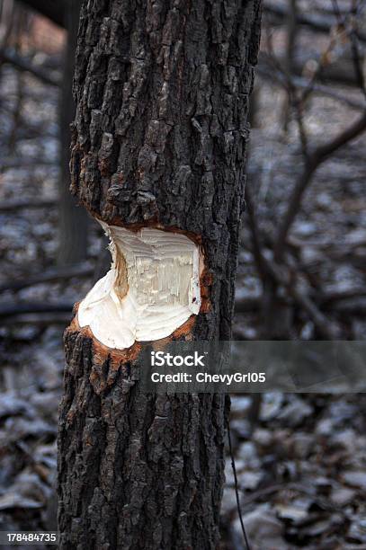 Beaver Zeichnung Stockfoto und mehr Bilder von Baum - Baum, Biber, Biberdamm