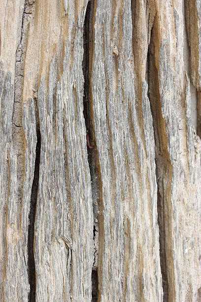 istock Texture of old wood for background 178484868