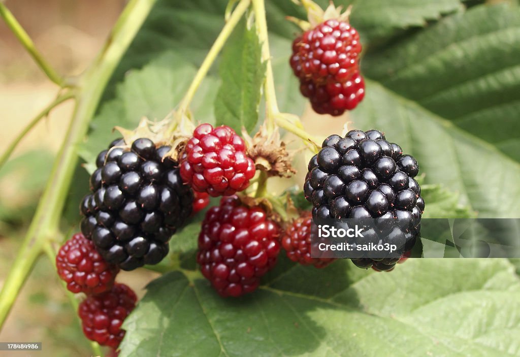 Blackberry bush Blackberry bush in the garden Autumn Stock Photo