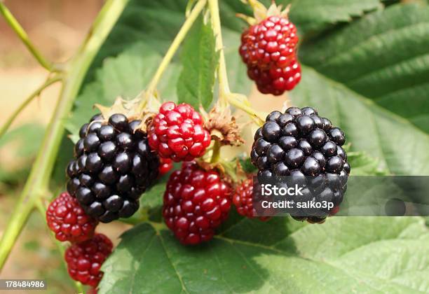 Blackberry Bush Stock Photo - Download Image Now - Autumn, Berry, Berry Fruit