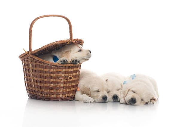 istock small cute golden retriever puppy,  on white background 178485082