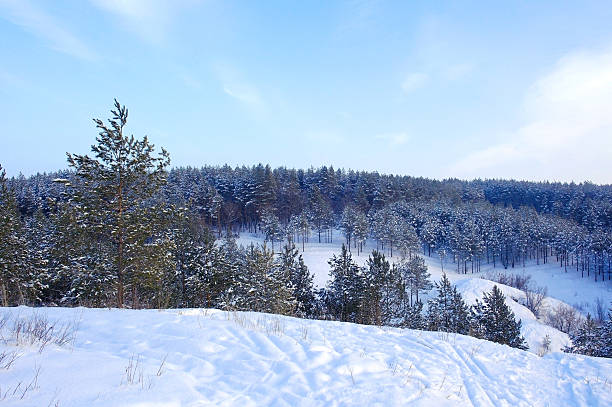 istock Landscape with pines on the mountains 178485104