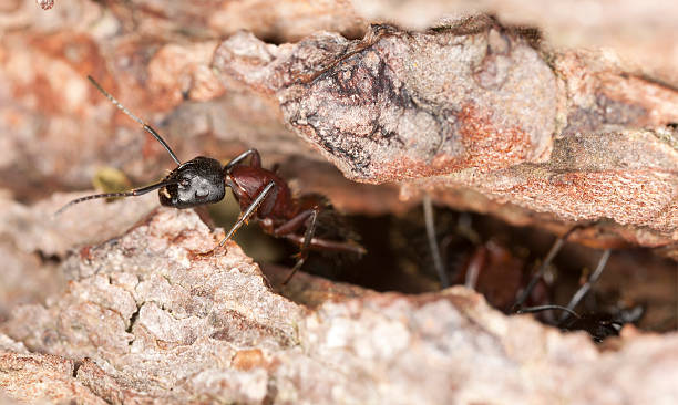 istock Macro photo of a Carpenter ant, Camponotus herculeanus 178485144
