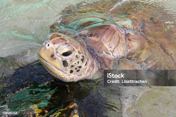 Tartaruga Aumenta La Sua Testa Sopra Di Acqua Di Bequia Caraibi - Fotografie stock e altre immagini di Bequia