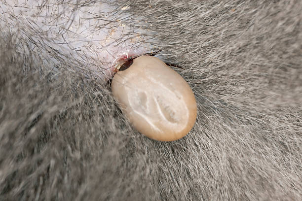 istock Tick feeding on cat, extreme close up with high magnification 178485399