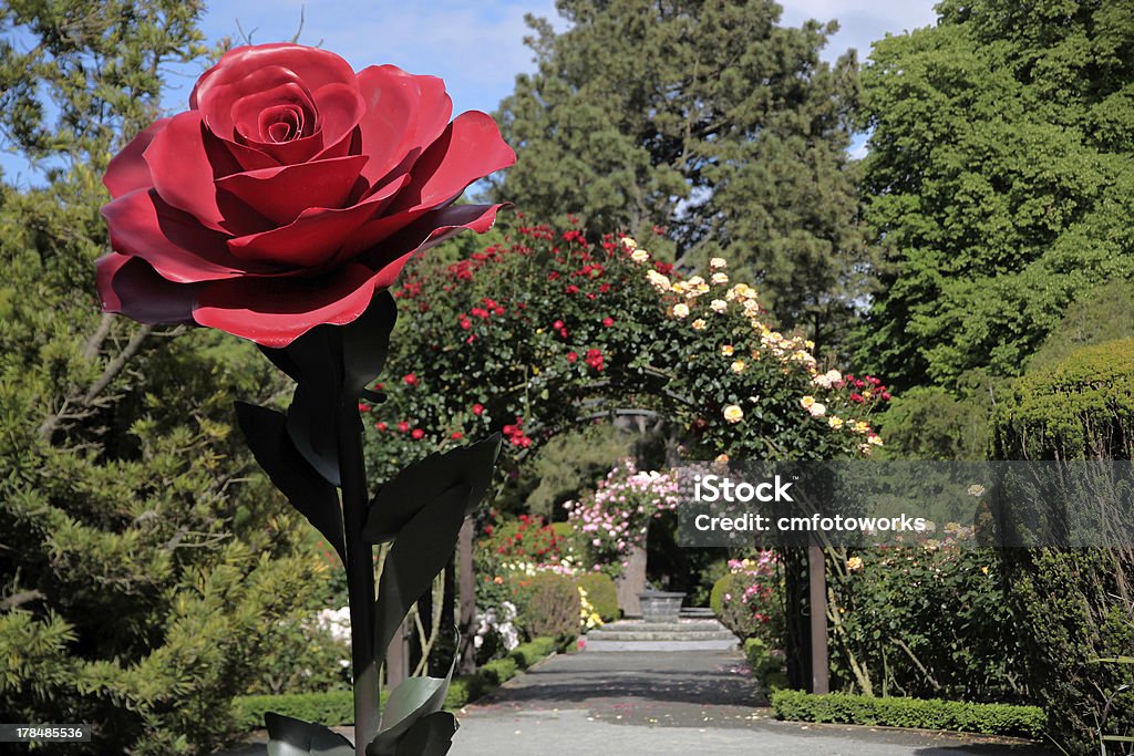 Jardín de rosas en los jardines botánicos - Foto de stock de Christchurch - Región de Canterbury libre de derechos