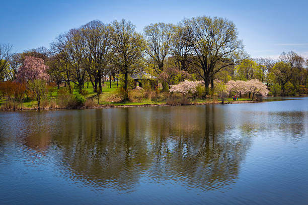 Cherry blossom in Branch brook park in NJ USA