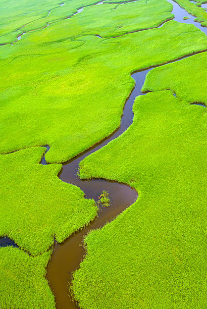 istock Marshes in wetlands 178485953