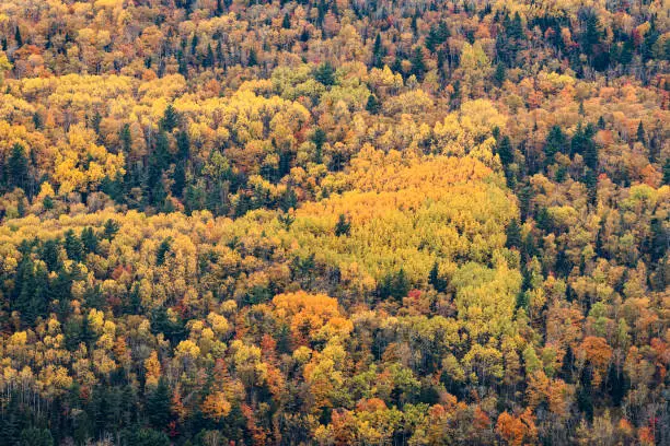 Photo of Rugged mountain landscape ablaze with the vibrant hues of fall. Cascades of trees with a symphony of red, orange, and gold foliage, frame the scene, creating a striking contrast against the deep green of evergreen trees