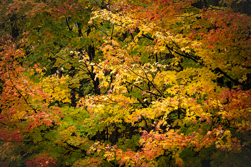 Horizontal Mountain Colorful Fall landscape