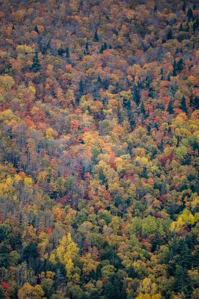 Photo of Rugged mountain landscape ablaze with the vibrant hues of fall. Cascades of trees with a symphony of red, orange, and gold foliage, frame the scene, creating a striking contrast against the deep green of evergreen trees