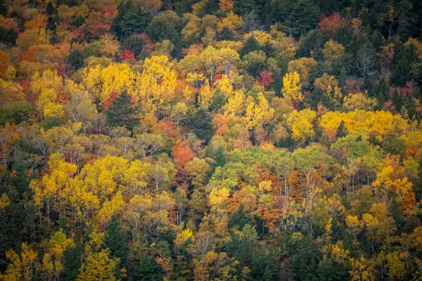 Photo of Rugged mountain landscape ablaze with the vibrant hues of fall. Cascades of trees with a symphony of red, orange, and gold foliage, frame the scene, creating a striking contrast against the deep green of evergreen trees