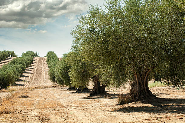 оливковые деревьев - оливковое дерево стоковые фото и изображения
