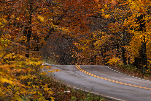 A winding highway cuts through a breathtaking landscape transformed by the embrace of autumn. Towering trees, their leaves ablaze in shades of fiery red, golden yellow, and burnt orange, line the road, creating a vivid canopy overhead