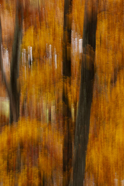 istock Panning shot of color yellowish changing tree 1784862556