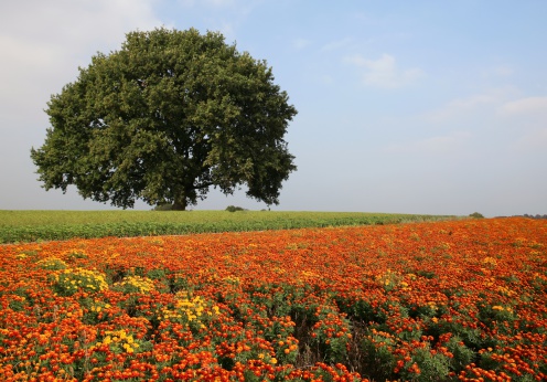 field of african marigolds in autumn landscape