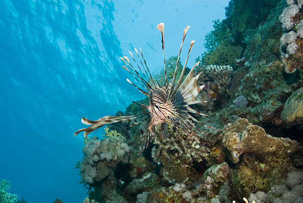 istock Common Lionfish showing-off its ornate fins. 178486555