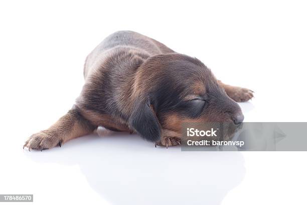 Photo libre de droit de Chiot Teckel banque d'images et plus d'images libres de droit de Animaux de compagnie - Animaux de compagnie, Animaux domestiques, Canidés