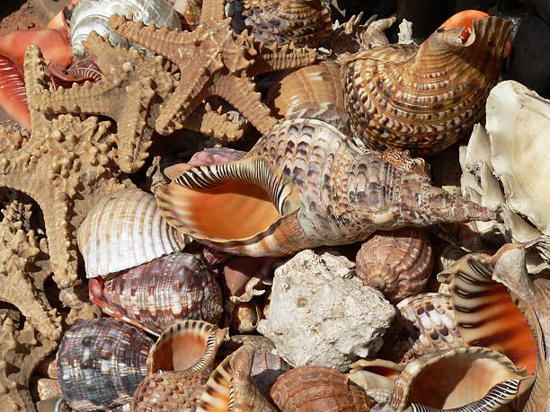 Just shells stock photo