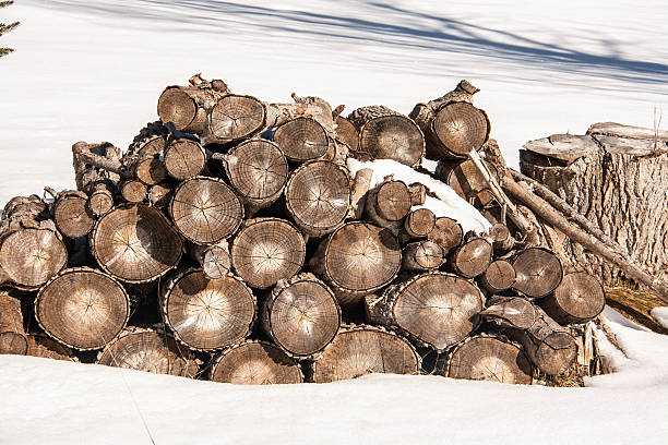 istock Pile of firewood 178486984
