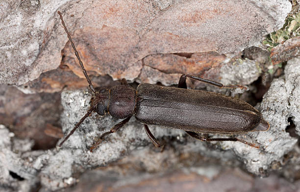 istock Dusky longhorn (Aphopalus rusticus) on wood, macro photo 178487023