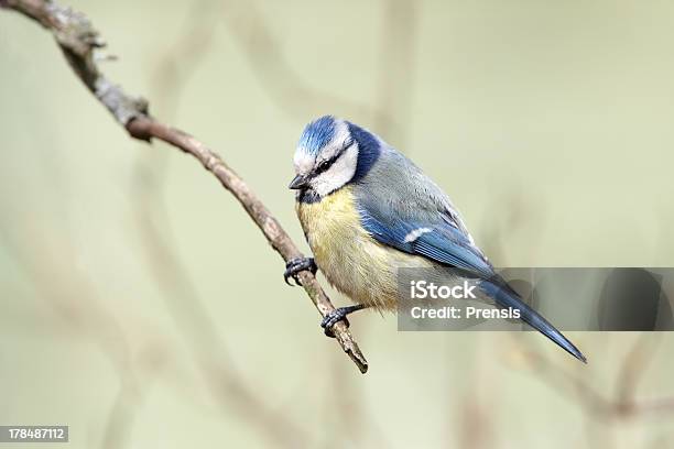 Carbonero Azul En Derivación Foto de stock y más banco de imágenes de Belleza de la naturaleza - Belleza de la naturaleza, Fotografía - Imágenes, Herrerillo común