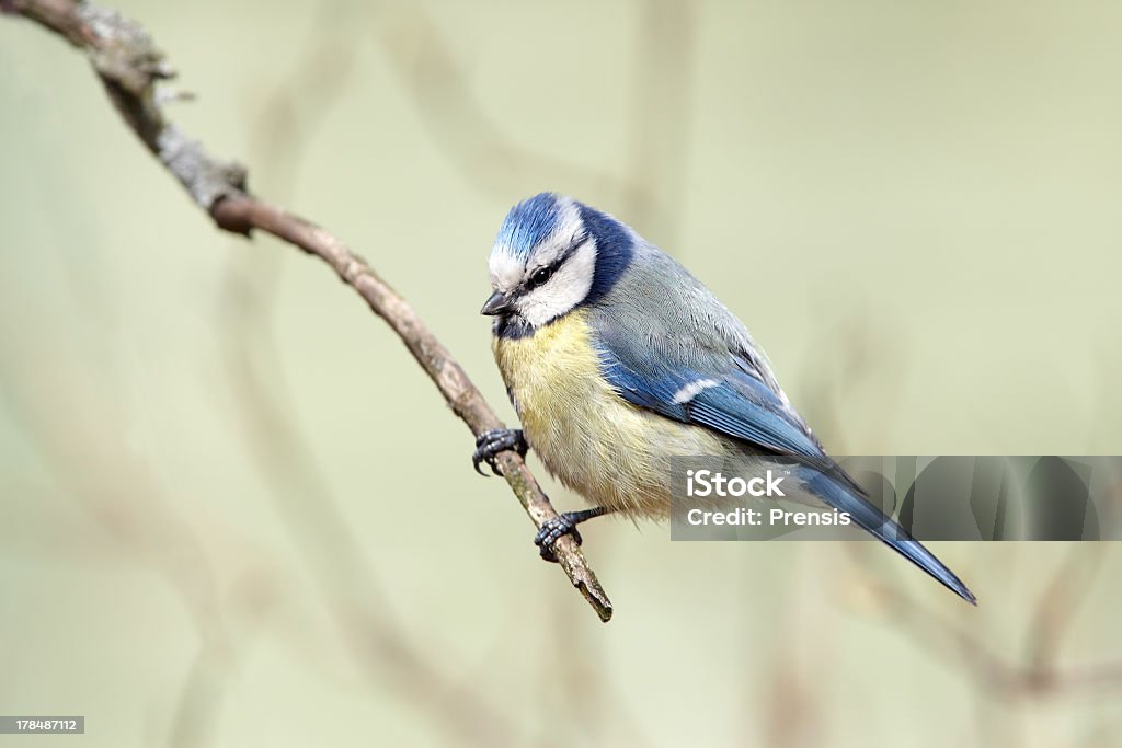 Chapim-azul na ramificação - Royalty-free Ave canora Foto de stock