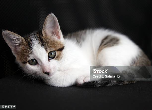 Photo libre de droit de Gros Plan Dun Adorable Petit Chaton banque d'images et plus d'images libres de droit de Animaux de compagnie - Animaux de compagnie, Animaux domestiques, Chat domestique