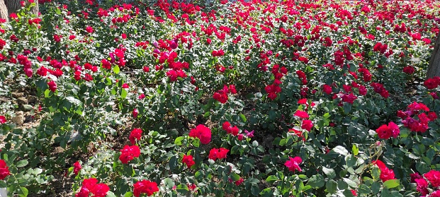 Red rose in garden. Antalya, Turkey