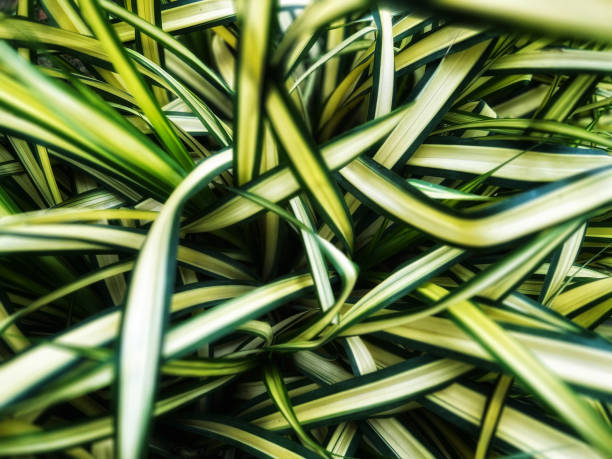 istock Zealand flax  Phormium Blondie leaf close up 1784872681