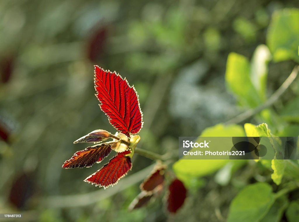 赤と緑の葉春 - アウトフォーカスのロイヤリティフリーストックフォト