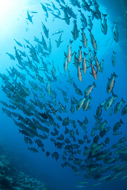 istock School of tropical Twinspot snapper, blue background. 178487351