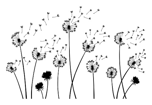 Dandelion wind blow background. Black silhouette with flying dandelion buds on white. Abstract flying seeds. Decorative graphics for printing. Floral scene design.