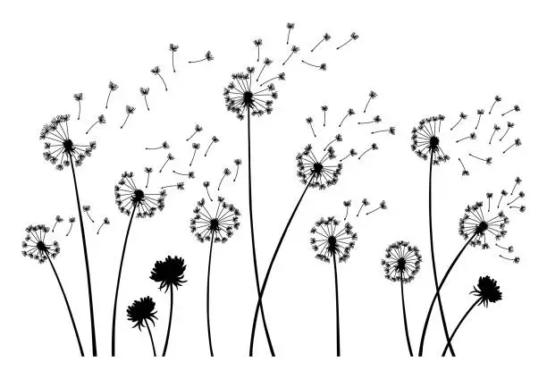 Vector illustration of Dandelion wind blow background. Black silhouette with flying dandelion buds on white. Abstract flying seeds. Decorative graphics for printing. Floral scene design