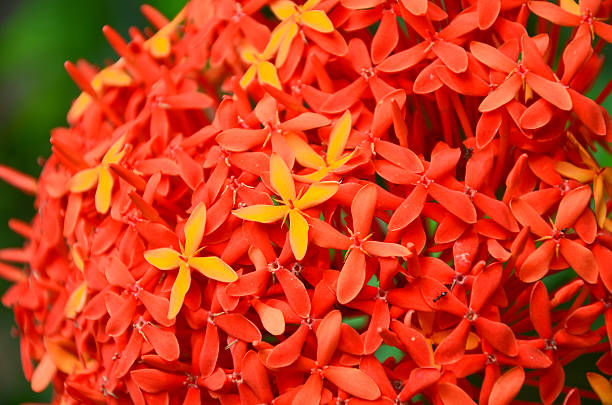 istock Red Flower with Little yellow flowers 178487522