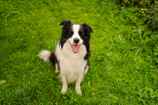 Pet dog on a walk. Black and white fur with orange harness.