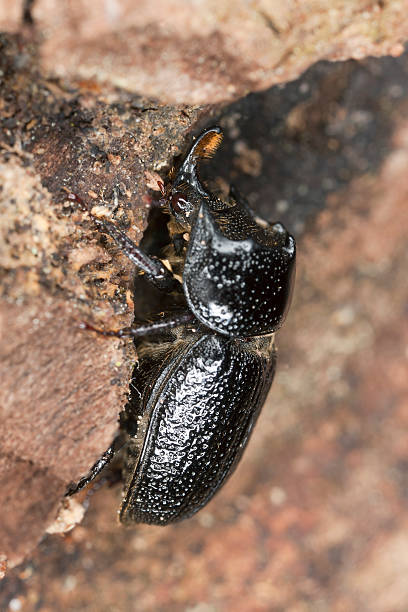 istock Male Rhinoceros Beetle (Sinodendron cylindricum) 178487699