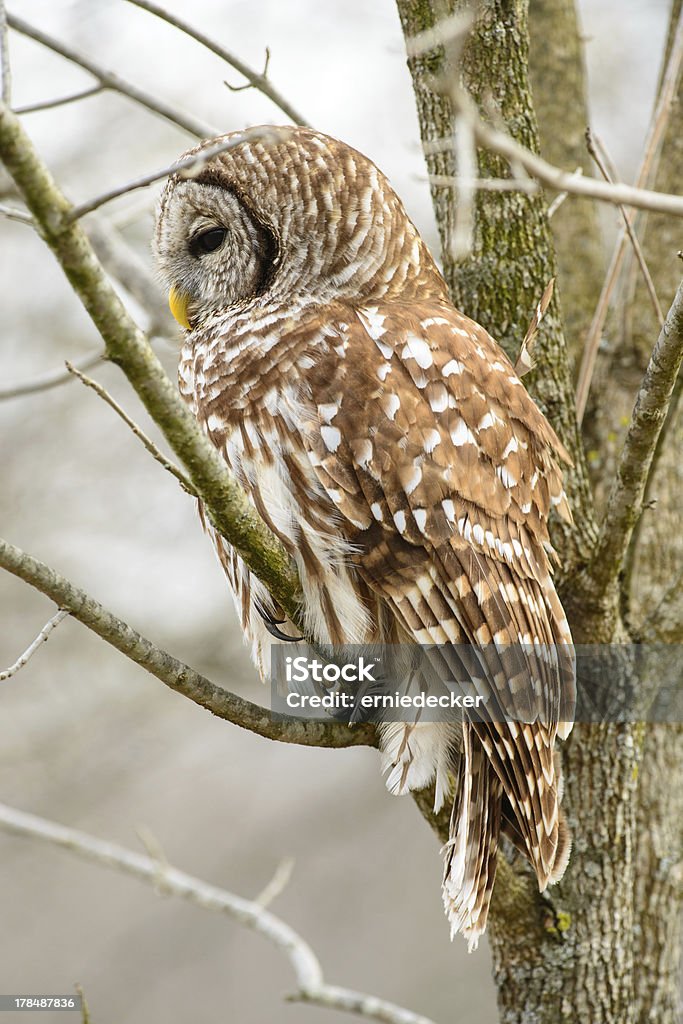 Vista lateral de Strix Varia. - Foto de stock de Animal royalty-free