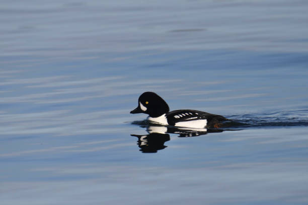 istock Barrow's Goldeneye (male) (buccephala islandica) swimming in the ocean 1784880888