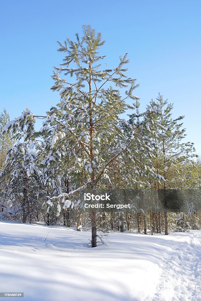 Zimowy krajobraz w lesie - Zbiór zdjęć royalty-free (Bajka)