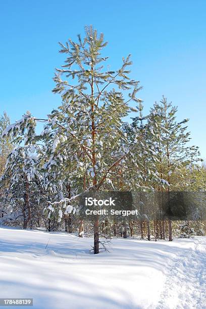 Zimowy Krajobraz W Lesie - zdjęcia stockowe i więcej obrazów Bajka - Bajka, Bez ludzi, Burza śnieżna